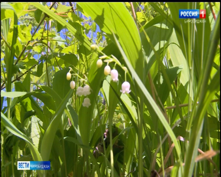 Когда цветут ландыши в подмосковье