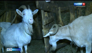Козья мини-ферма развивается в Биробиджане