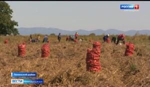 Фермеры в ЕАО завершают уборку картофеля